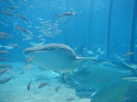 �W���x�C�U���B�ʂ肪�����ł킩��ɂ����B