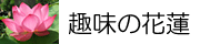 ��̉Ԙ@