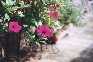 ��photo-flower01