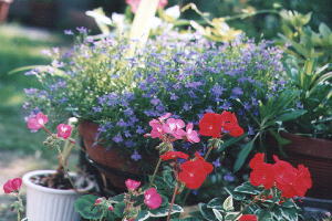 ��photo-flower03