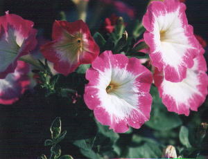 ��photo-flower04