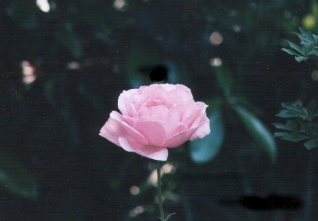 ��photo-flower02