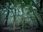 KUMANO_079 3.jpg